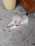 Filhotes d labrador