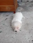 Filhotes d labrador