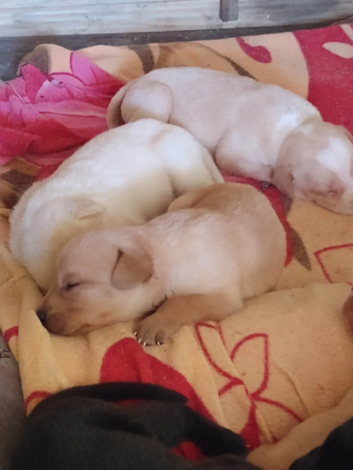 Cachorro ra a Labrador idade 2 a 6 meses nome Filhotes d labrador