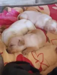 Filhotes d labrador