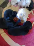 Filhotes d labrador