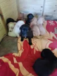 Filhotes d labrador