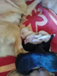 Filhotes d labrador