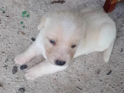 Cachorro raça Labrador idade 2 a 6 meses nome Filhotes d labrador