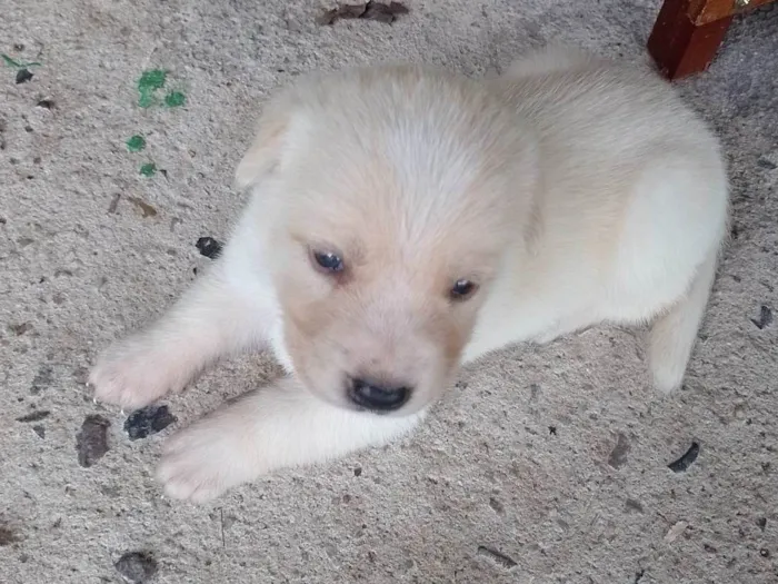 Cachorro ra a Labrador idade 2 a 6 meses nome Filhotes d labrador