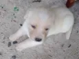 Filhotes d labrador