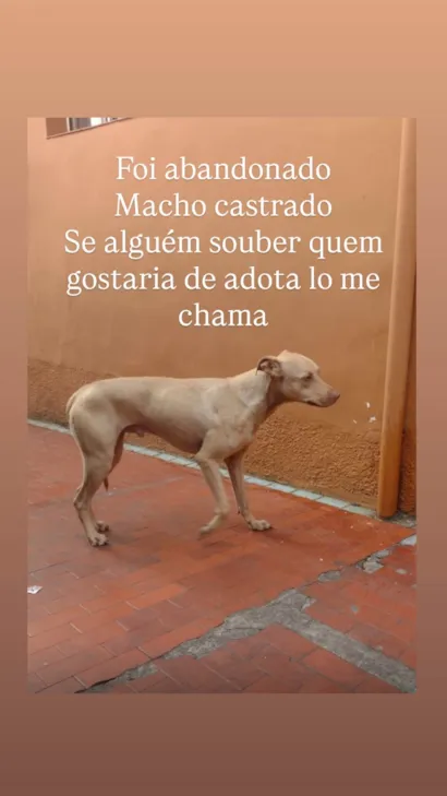 Cachorro raça SRD-ViraLata idade 1 ano nome Caramelo