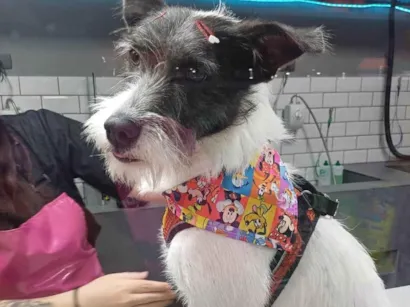 Cachorro raça SRD-ViraLata idade 2 anos nome Zahra ou Branquinha