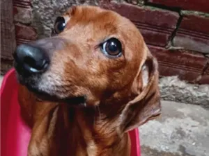Cachorro raça Pinscher idade 5 anos nome Mel