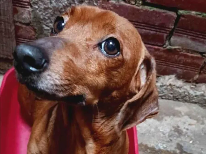 Cachorro ra a Pinscher idade 5 anos nome Mel