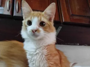Gato raça SRD-ViraLata idade 2 a 6 meses nome Alex o Leão 