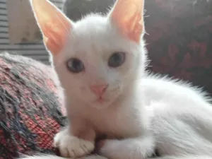 Gato raça SRD-ViraLata idade Abaixo de 2 meses nome Sem nome