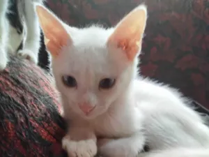 Gato raça SRD-ViraLata idade Abaixo de 2 meses nome Sem nome irmãzinha 