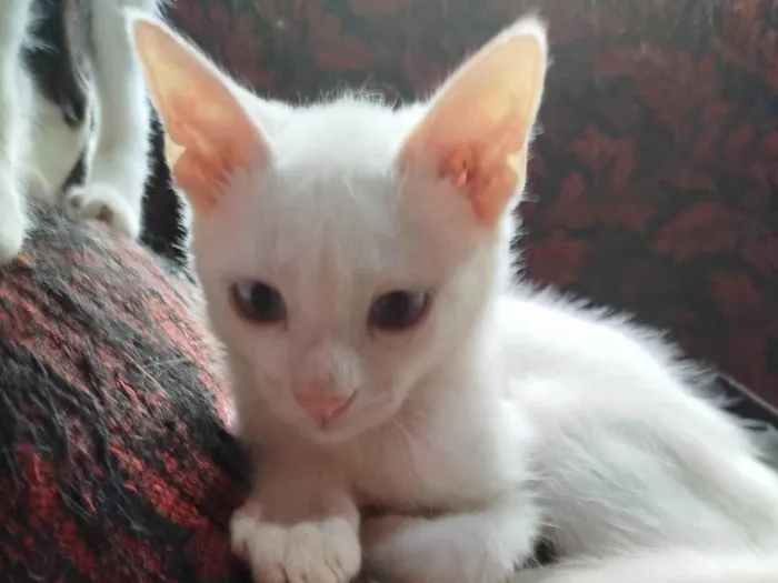 Gato ra a SRD-ViraLata idade Abaixo de 2 meses nome Sem nome irmãzinha 