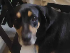 Cachorro raça SRD-ViraLata idade 1 ano nome Não sei
