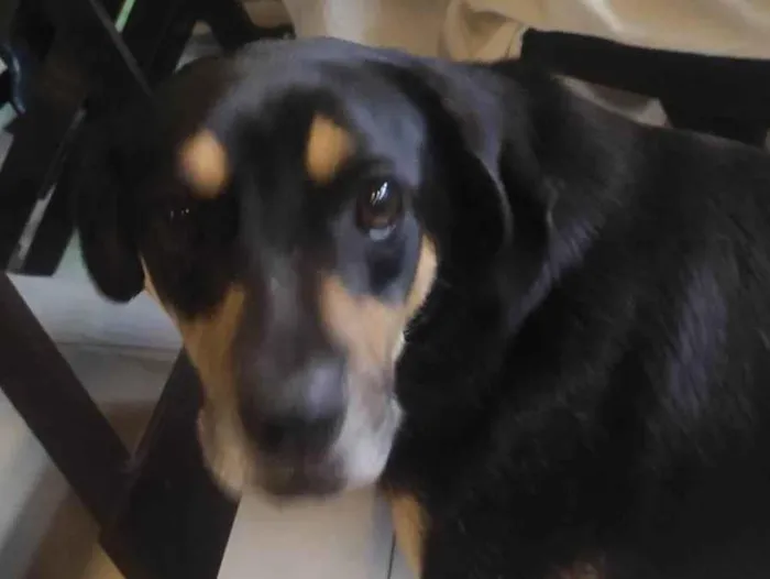 Cachorro ra a SRD-ViraLata idade 1 ano nome Não sei