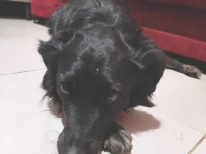 Cachorro raça SRD-ViraLata idade 2 anos nome Maya