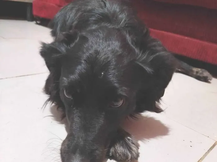 Cachorro ra a SRD-ViraLata idade 2 anos nome Maya