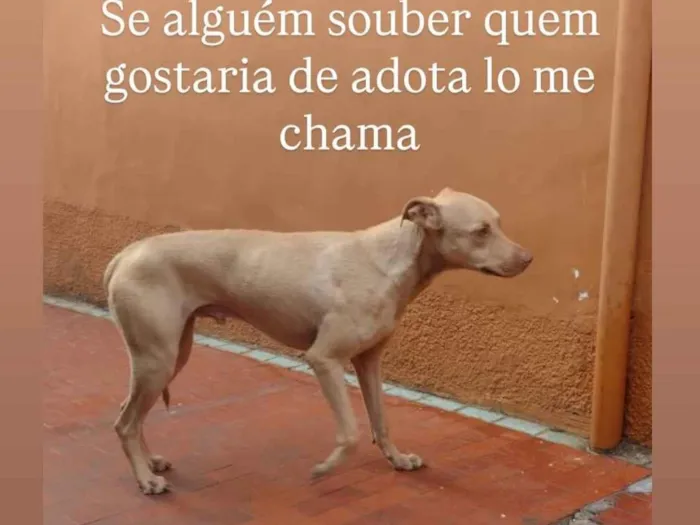 Cachorro ra a SRD-ViraLata idade 1 ano nome Caramelo