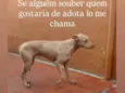 Caramelo