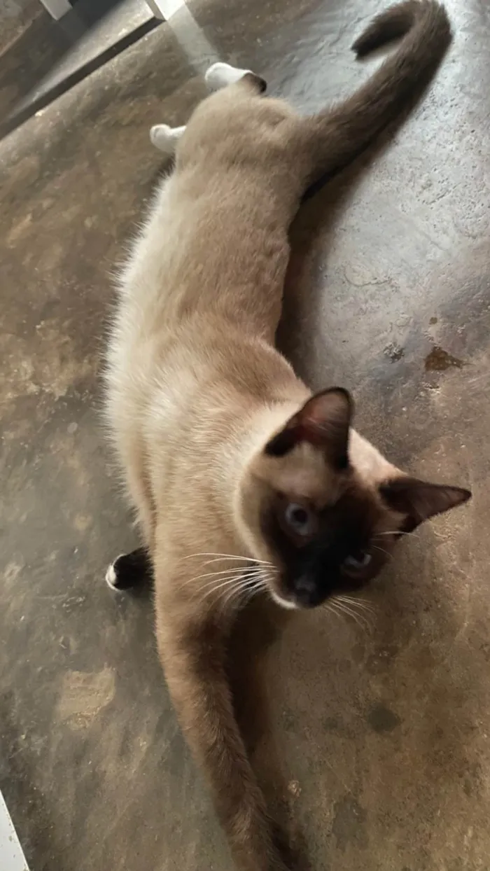 Gato ra a Siamês idade 1 ano nome Helena