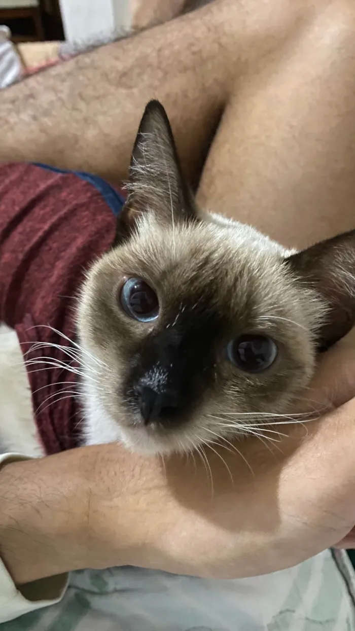Gato ra a Siamês idade 1 ano nome Helena