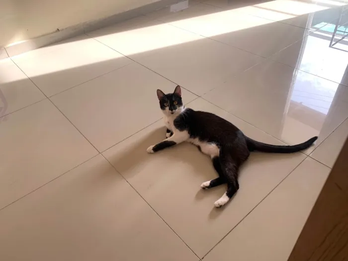Gato ra a SRD-ViraLata idade 2 anos nome Wooyoung
