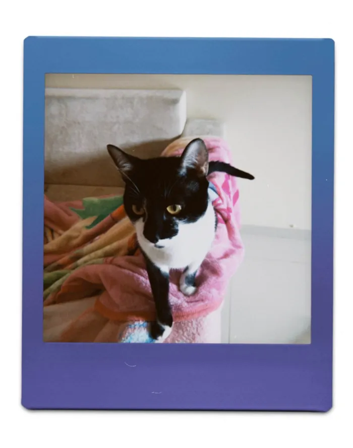 Gato ra a SRD-ViraLata idade 2 anos nome Wooyoung