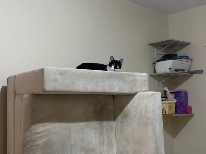 Gato ra a SRD-ViraLata idade 2 anos nome Wooyoung