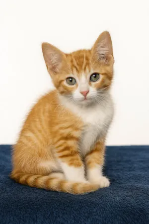 Gato raça SRD-ViraLata idade 2 a 6 meses nome Pudim