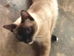 Gato raça Siamês idade 1 ano nome Helena