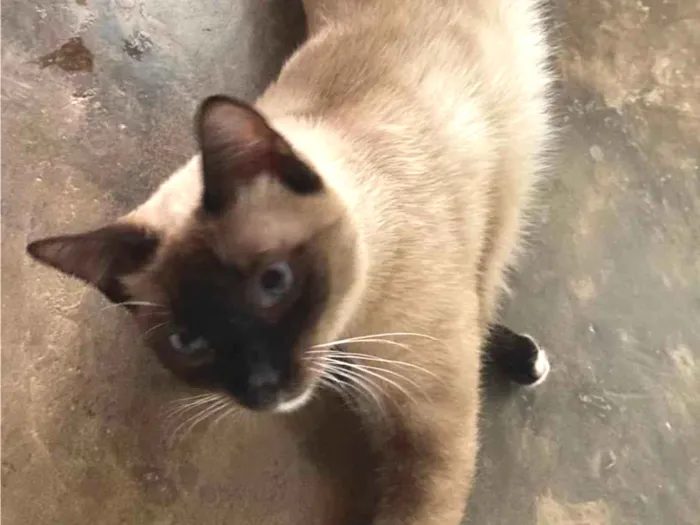 Gato ra a Siamês idade 1 ano nome Helena