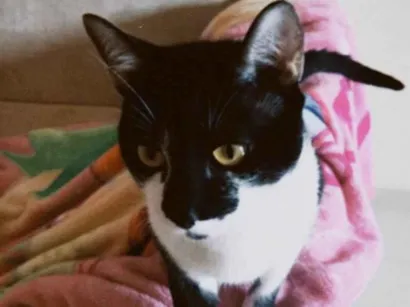 Gato raça SRD-ViraLata idade 2 anos nome Wooyoung
