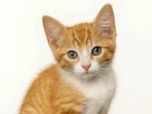 Gato raça SRD-ViraLata idade 2 a 6 meses nome Pudim