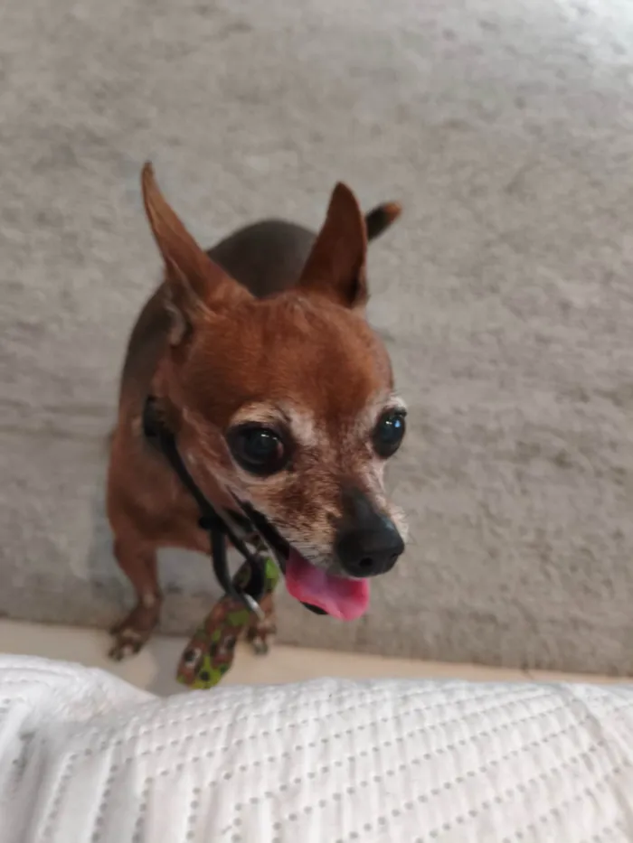 Cachorro ra a Pinscher idade 6 ou mais anos nome vovozinho