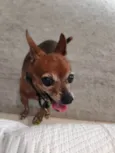 vovozinho