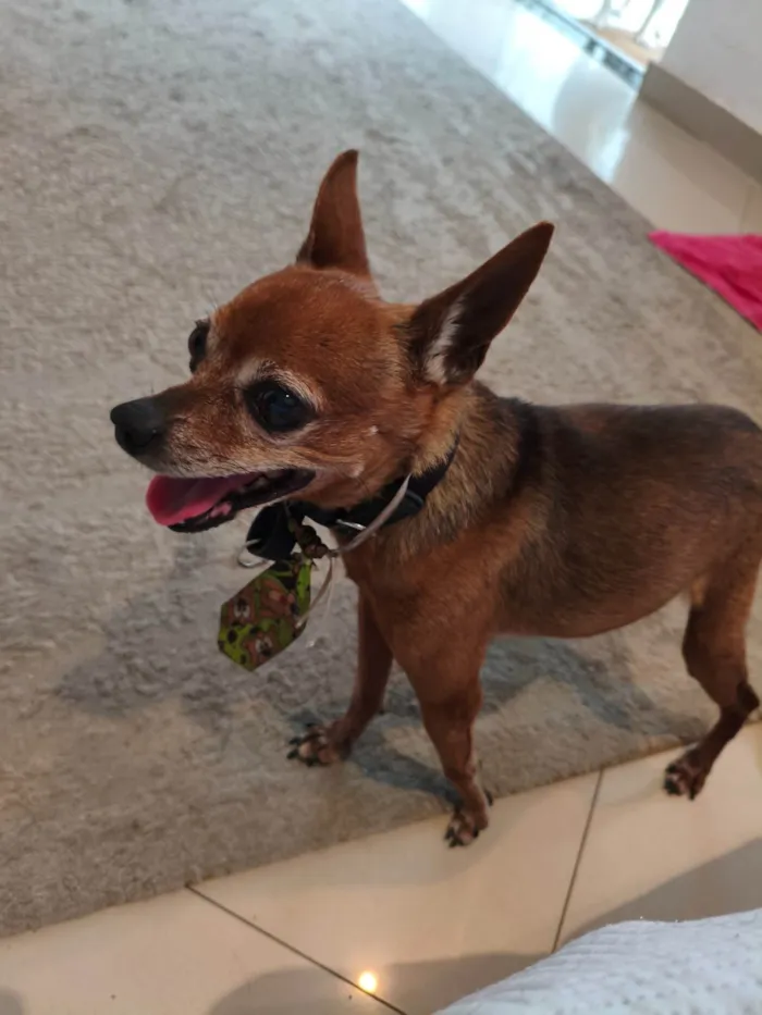 Cachorro ra a Pinscher idade 6 ou mais anos nome vovozinho