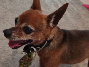 Cachorro raça Pinscher idade 6 ou mais anos nome vovozinho