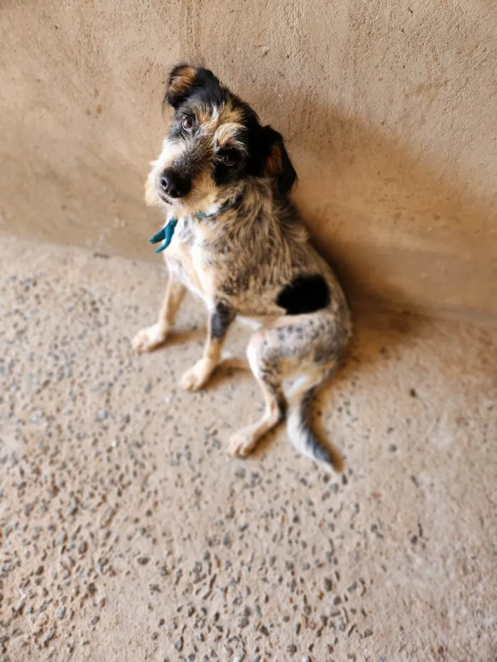 Cachorro ra a SRD-ViraLata idade 7 a 11 meses nome Luna