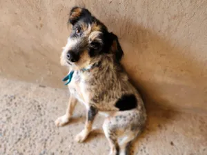 Cachorro raça SRD-ViraLata idade 7 a 11 meses nome Luna