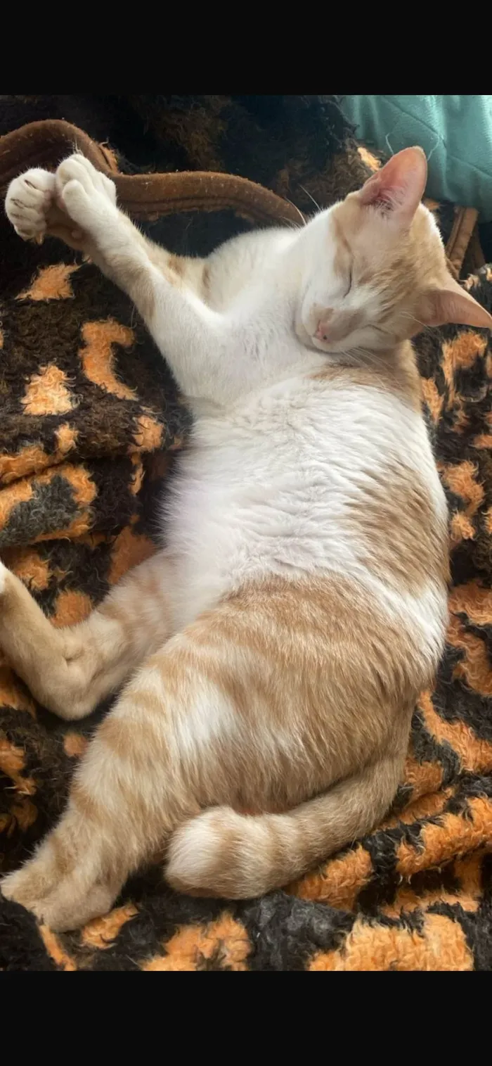 Gato ra a SRD-ViraLata idade 5 anos nome Memo