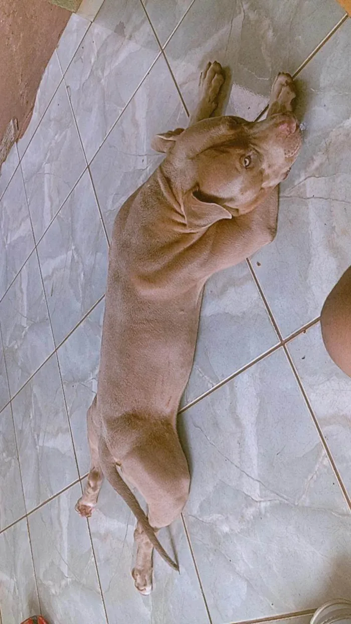 Cachorro ra a Pit-Bull idade 7 a 11 meses nome Leon