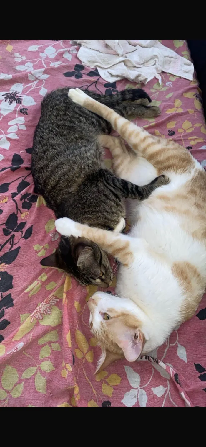 Gato ra a SRD-ViraLata idade 5 anos nome Memo