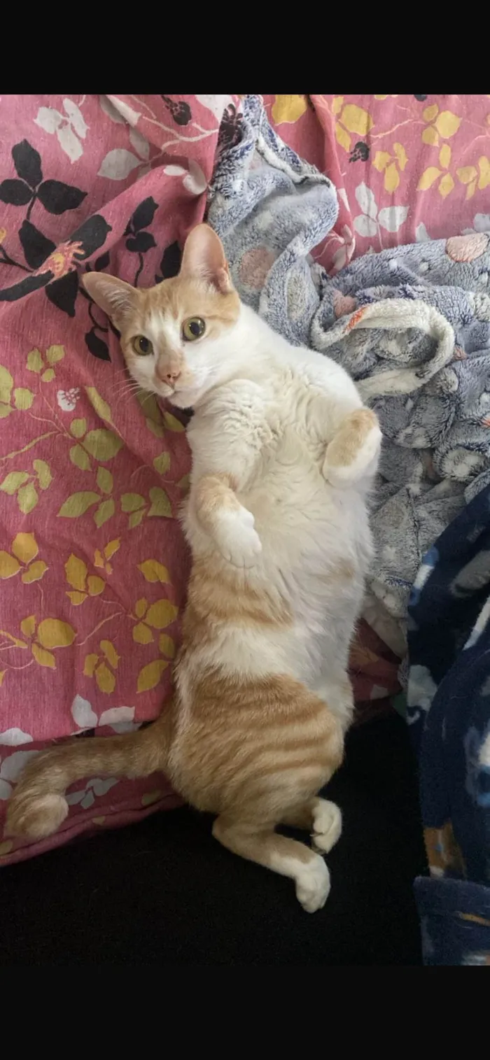 Gato ra a SRD-ViraLata idade 5 anos nome Memo