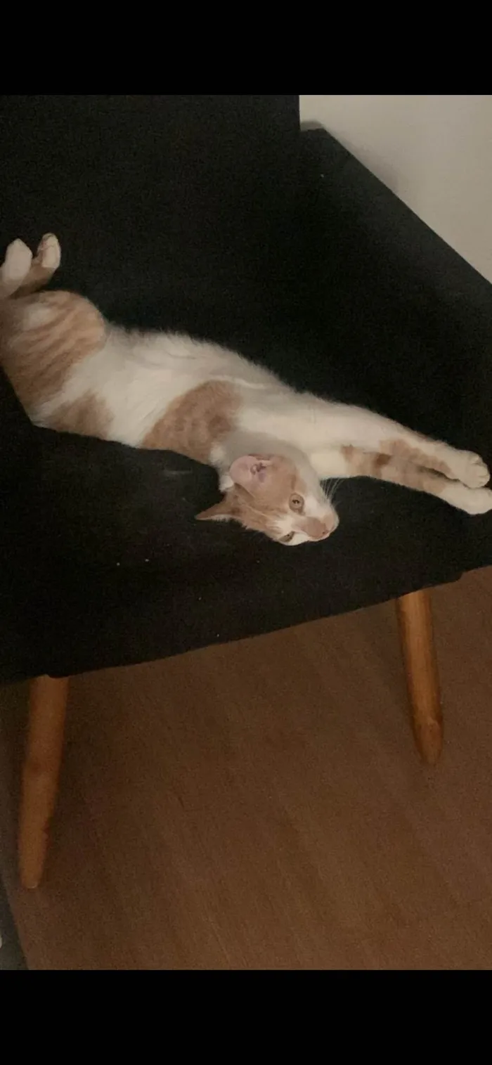 Gato ra a SRD-ViraLata idade 5 anos nome Memo