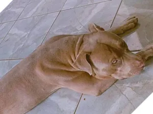 Cachorro raça Pit-Bull idade 7 a 11 meses nome Leon