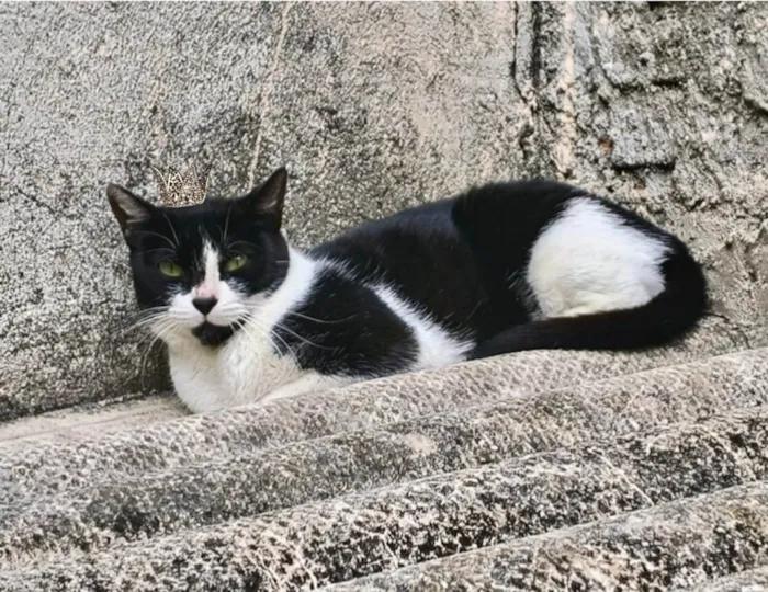 Gato ra a SRD-ViraLata idade 7 a 11 meses nome Nina Linda bb10messs