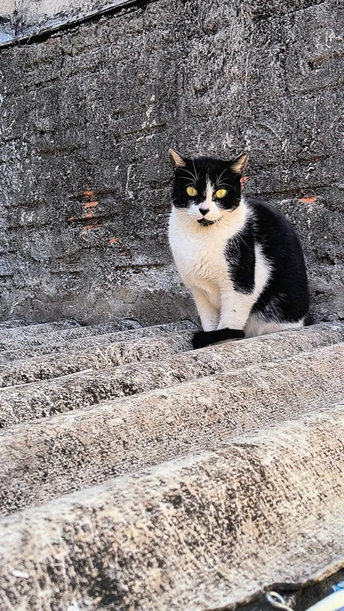 Gato ra a SRD-ViraLata idade 7 a 11 meses nome Nina Linda bb10messs