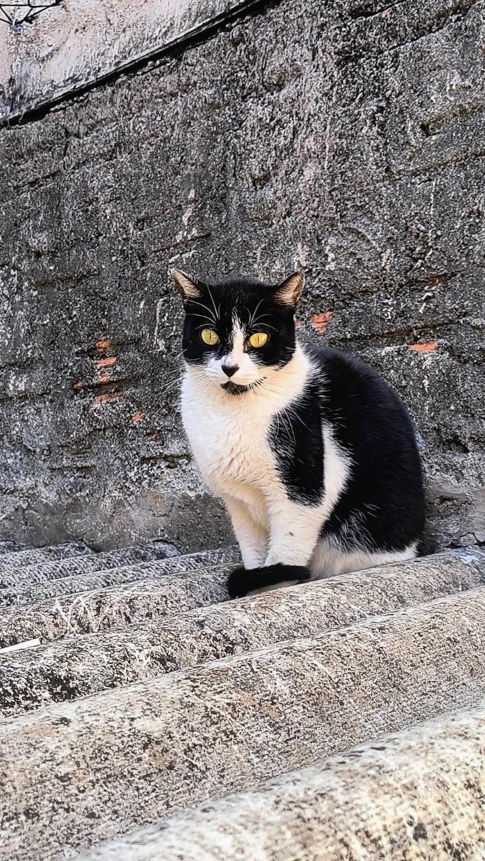 Gato ra a SRD-ViraLata idade 7 a 11 meses nome Nina Linda bb10messs