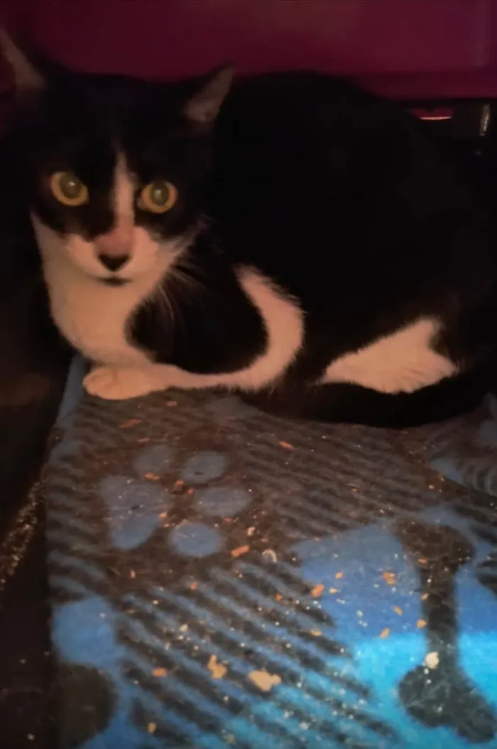 Gato ra a SRD-ViraLata idade 7 a 11 meses nome Nina Linda bb10messs